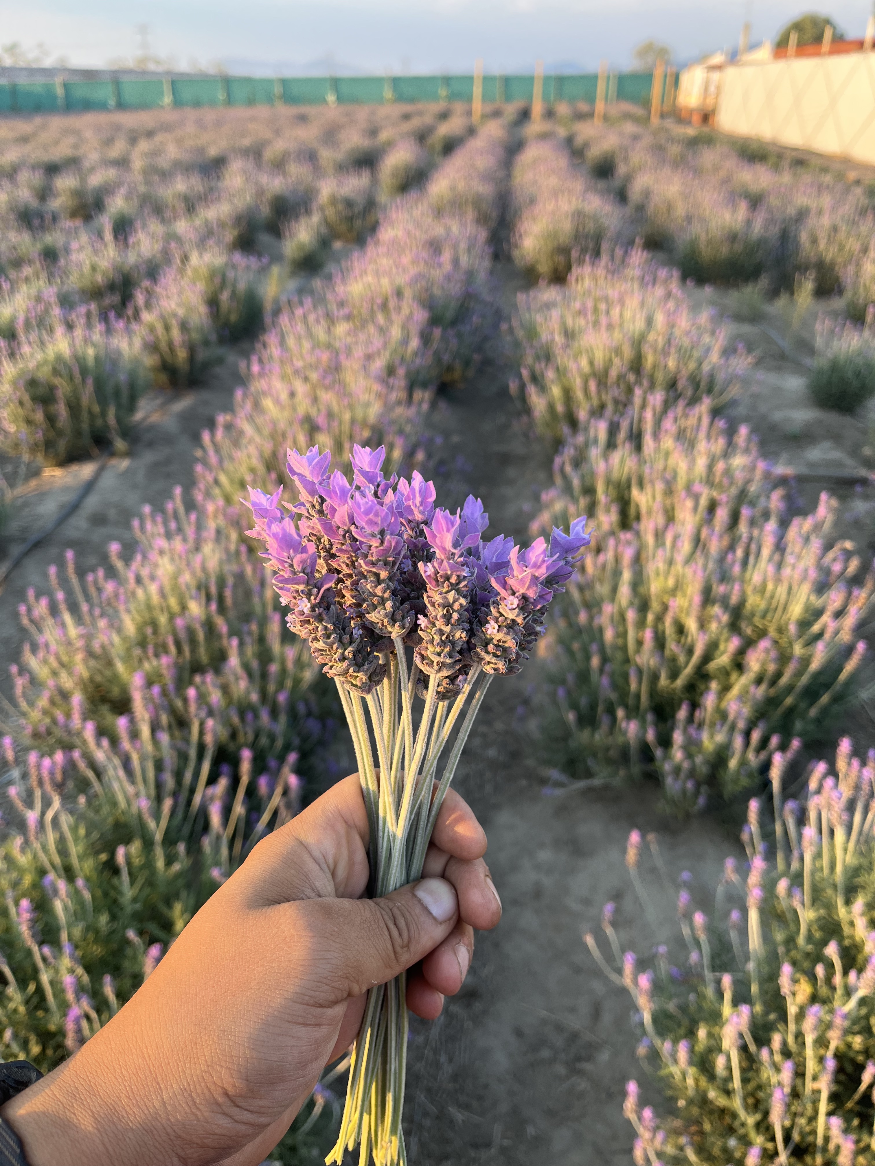 Campo de lavanda en Tequexquinahuac