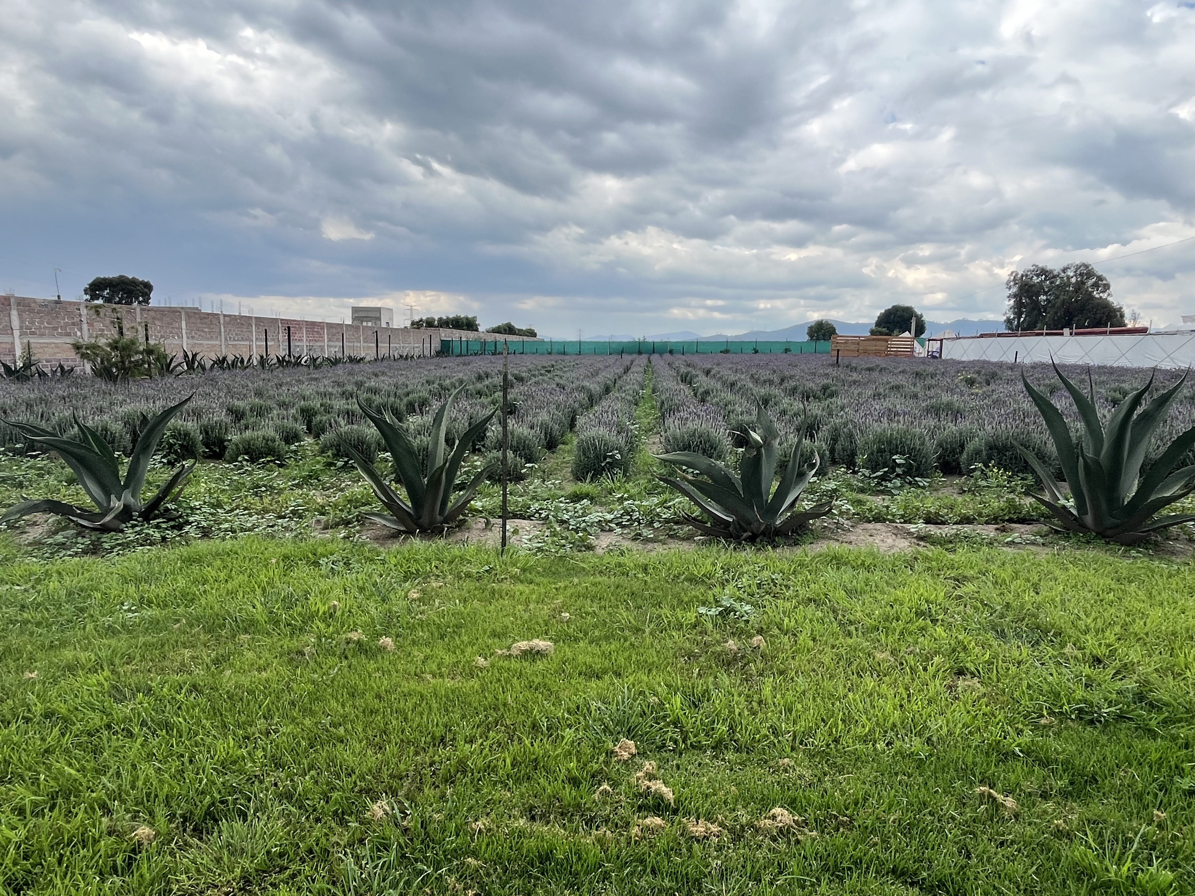 Yoga en Lavanda